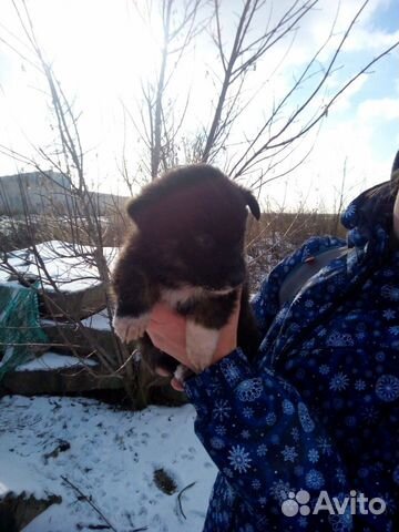 Маленькие медвежата ищут дом купить на Зозу.ру - фотография № 8