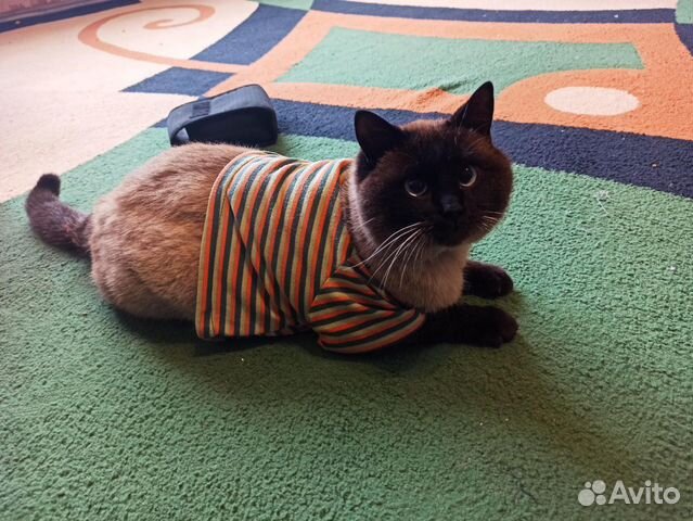 Вязка тайского кота купить на Зозу.ру - фотография № 1