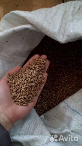 Зерно пшеницы, кукуруза купить на Зозу.ру - фотография № 1