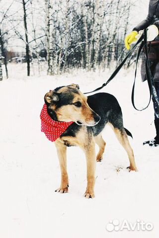 Собака Стенли Брамс в добрые руки бесплатно купить на Зозу.ру - фотография № 3