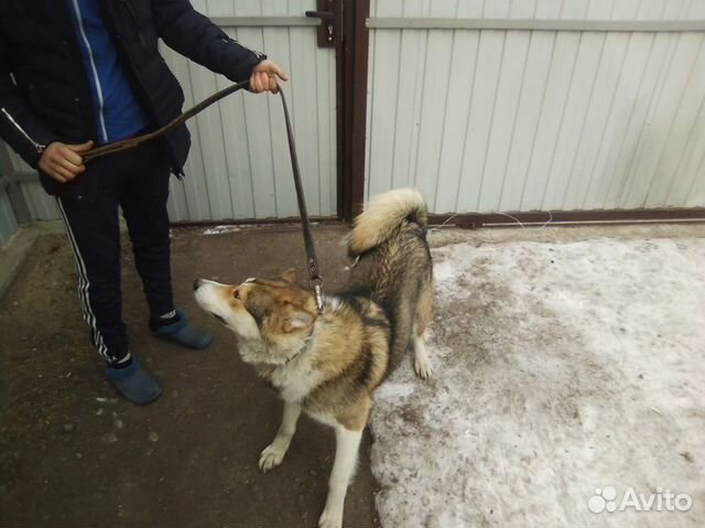 Собака лайка купить на Зозу.ру - фотография № 5
