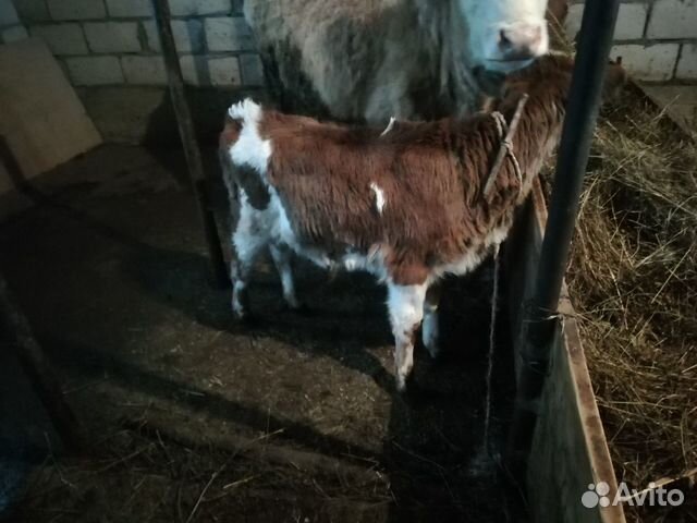 Корова с двумя телятами купить на Зозу.ру - фотография № 2