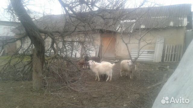 Козел и Овцы купить на Зозу.ру - фотография № 6