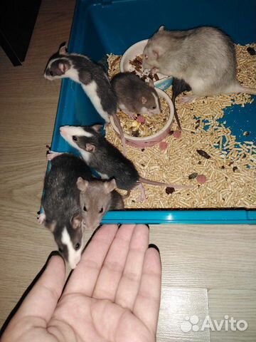 Крысята купить на Зозу.ру - фотография № 3