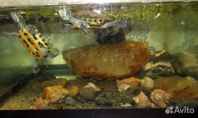 Черепахи мексиканские, красноухие купить на Зозу.ру - фотография № 5