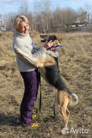 Собака ищет свой диван купить на Зозу.ру - фотография № 8