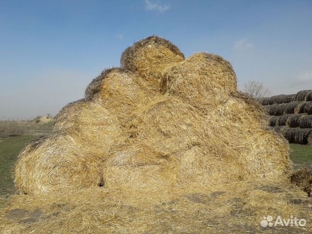 Солома :ячмень, пшеница купить на Зозу.ру - фотография № 3