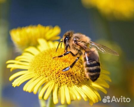 Пчелосемьи на высадку купить на Зозу.ру - фотография № 1
