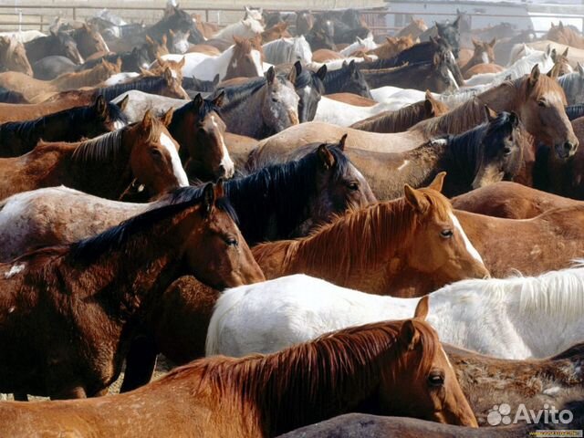 Бычки. лошади купить на Зозу.ру - фотография № 3