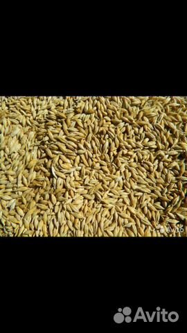 Зерно пшеница, ячмень купить на Зозу.ру - фотография № 1
