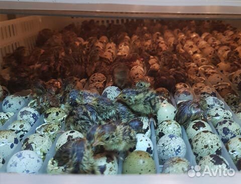 Перепелиные яйца, разведение перепелов, яйца, мясо купить на Зозу.ру - фотография № 7