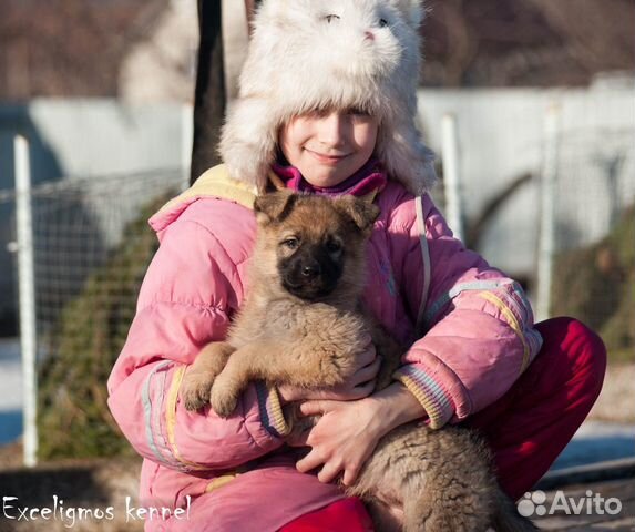 Зонарная рабочая немецкая овчарка купить на Зозу.ру - фотография № 2