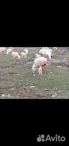 Продается овцы купить на Зозу.ру - фотография № 7