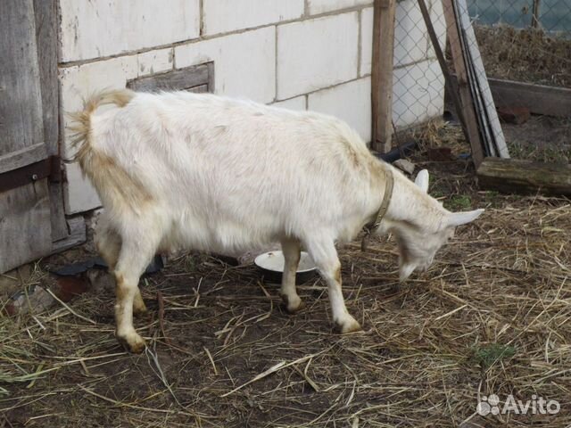 Продается коза на мясо купить на Зозу.ру - фотография № 2