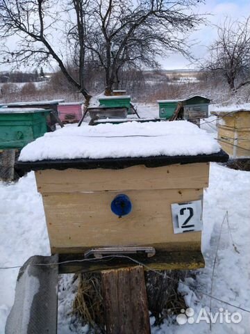 Улей, Пчёлы,Пчелопакеты,Семьи пчел купить на Зозу.ру - фотография № 1