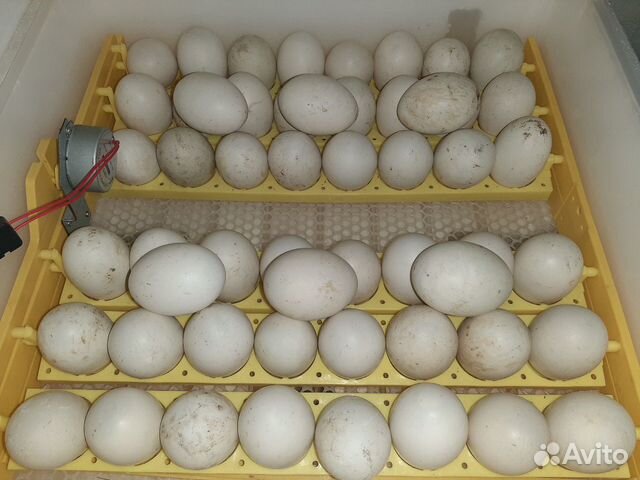 Инкубационные яйца мускусные утки(индоутки) и кур купить на Зозу.ру - фотография № 1