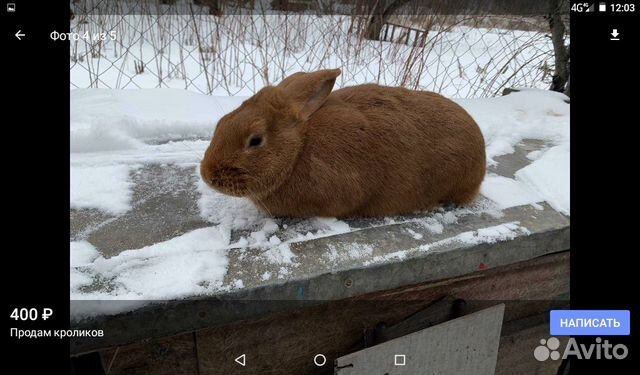 Продаю кроликов разных пород и возраста купить на Зозу.ру - фотография № 5