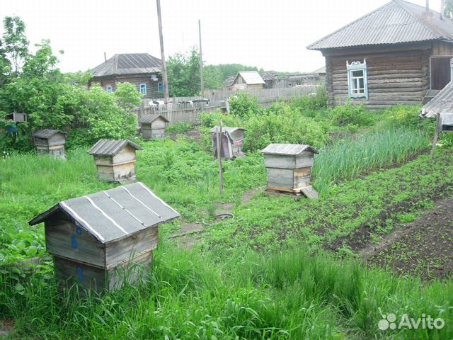 Пчелы в ульях, пасека купить на Зозу.ру - фотография № 6