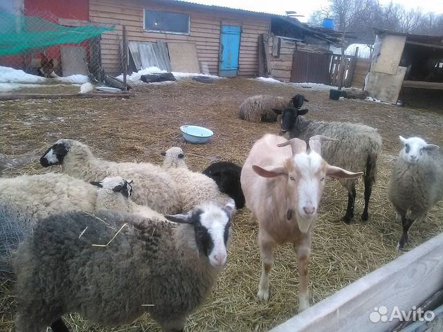 Племенной козел купить на Зозу.ру - фотография № 2