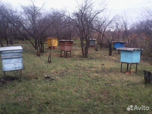 Ульи и пчелиные семьи купить на Зозу.ру - фотография № 5