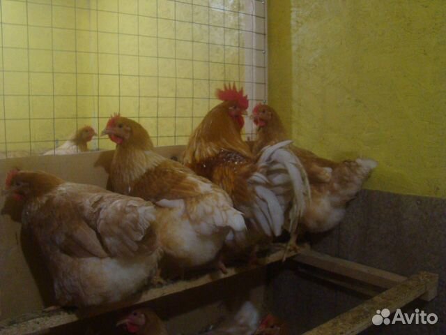 Цыпленок мини мясной купить на Зозу.ру - фотография № 5
