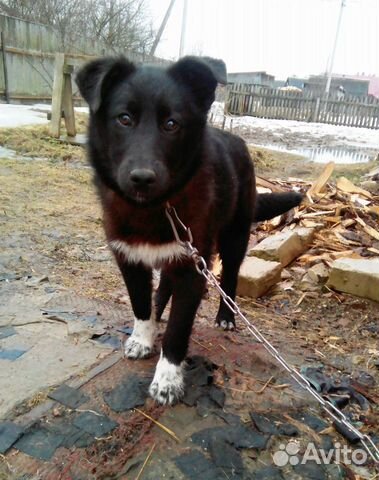 Собаки в ответственные руки купить на Зозу.ру - фотография № 7