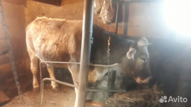 Продаётся корова на мясо. Вес до 300кг купить на Зозу.ру - фотография № 1