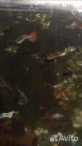 Гуппи, аквариумные рыбки купить на Зозу.ру - фотография № 2