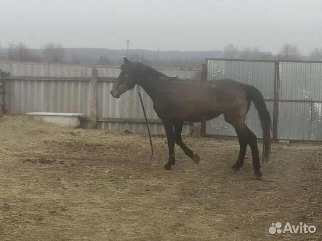 Лошадь 4 года кобыла купить на Зозу.ру - фотография № 2