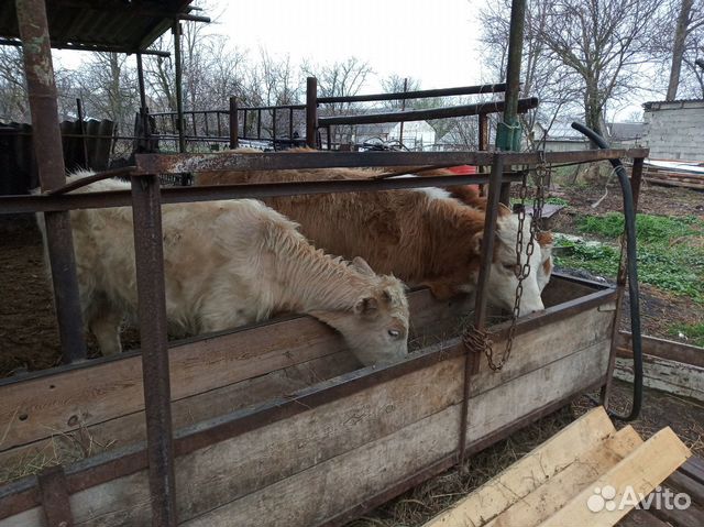 Телки корова купить на Зозу.ру - фотография № 1