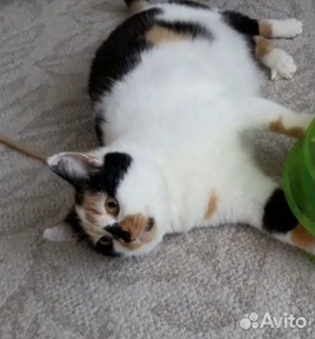 Кошечка Симона 1,5 года в дар в добрые руки Кошечка Симона 1,5 года в дар в добрые руки