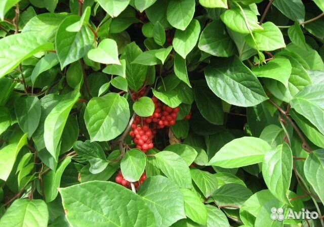 Лимонник китайский