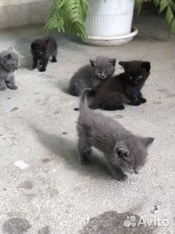 Котята
