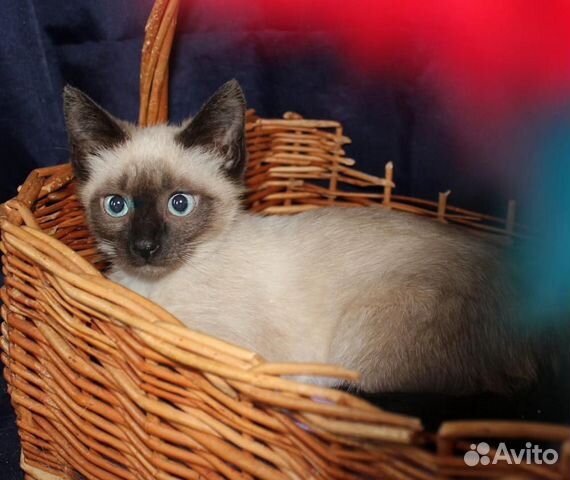 Сиамка, 2 месяца Сиамка, 2 месяца