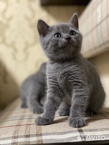 Шотландские котята Шотландские котята