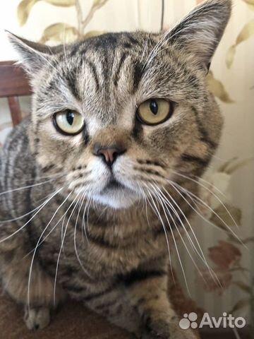 Scottish cat
