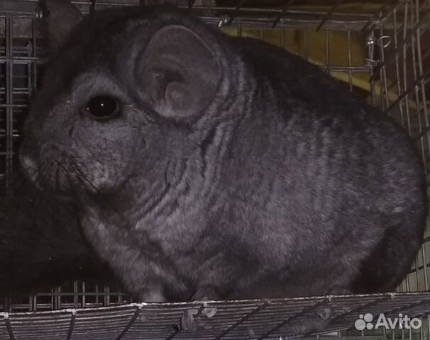 Шиншилл.Мальчик.10 мес.возм.на Шиншилл.Мальчик.10 мес.возм.на