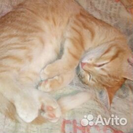 Милочка ищет дом