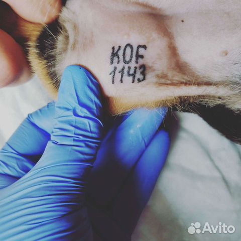 Клеймение щенков/собак, Чипирование, оформление по