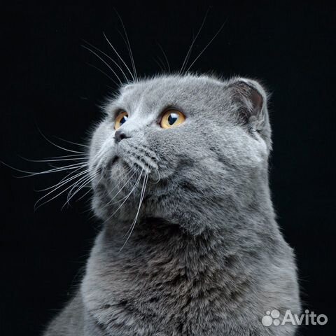 Кот Вислоухий Шотландец Фото Серый