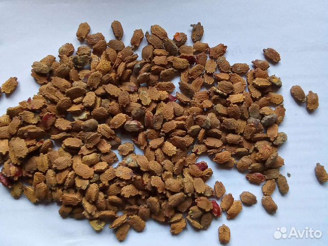 Семена момордики