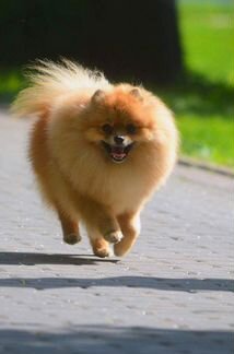 Шпиц кобель 3 года, вязка