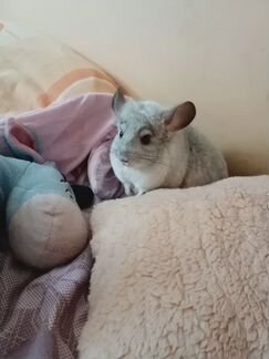 Клетка для шиншилл