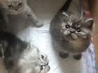 Котята от персидских родителей (продаем )