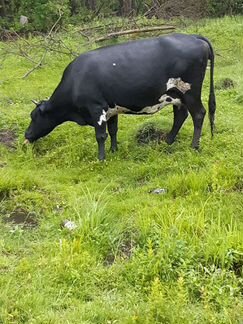 Корова и молодая телка