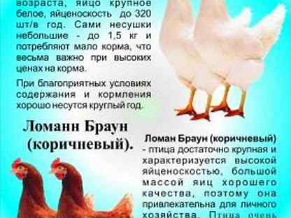 Объявления куплю кур несушек в. Куры несушки объявление. Несушка тинт. Объявления о продаже кур несушек. Объявления по продаже курей несушек.