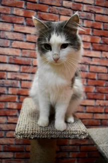 Кот Вини 1,5 года ищет дом