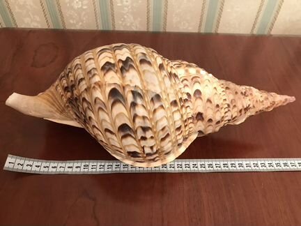 Ракушка морская
