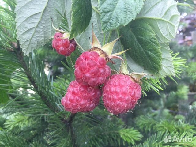 Крупная малина ирга смородина слива саженцы