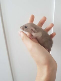 Крысята дамбо шоколадный сиам